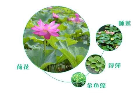 如何選擇污水處理工程的人工濕地植物？